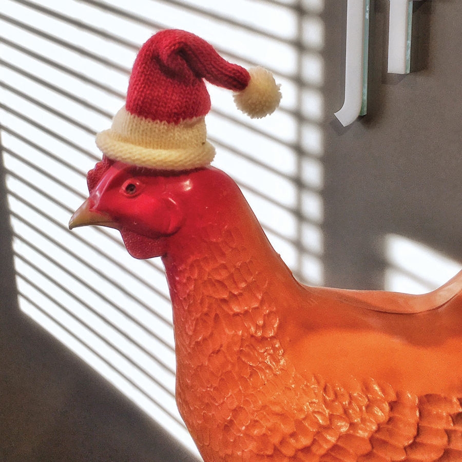 Chicken with santa hat