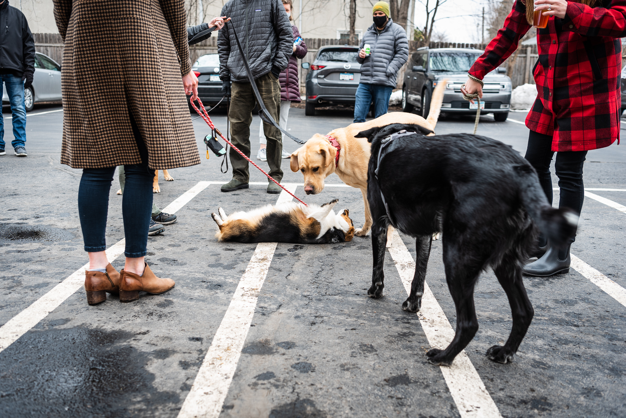 Dog lying on it's back with other dogs staring